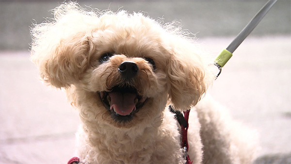 グレート きょうのわんこ 写真1