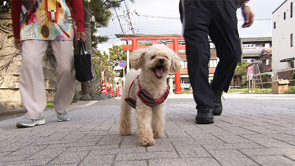 グレート きょうのわんこ 写真3