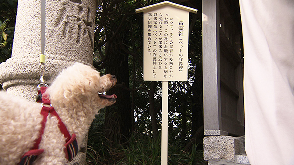 グレート きょうのわんこ 写真4