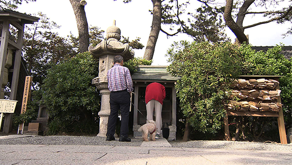 グレート きょうのわんこ 写真5