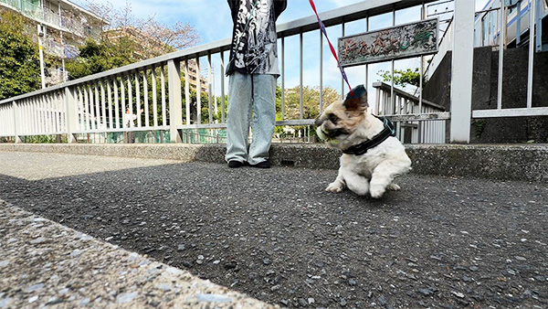 タロウ きょうのわんこ 写真4