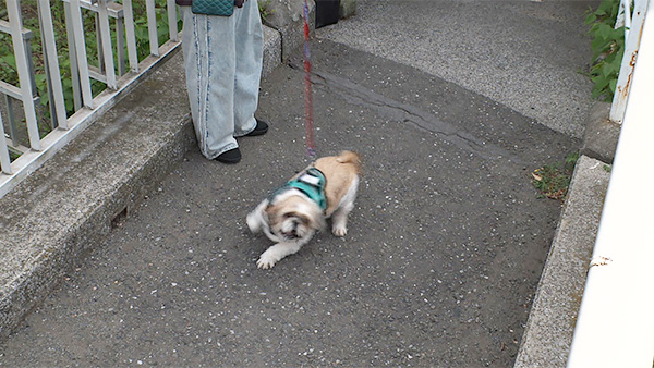 タロウ きょうのわんこ 写真5