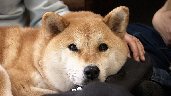 にこ きょうのわんこ 写真1