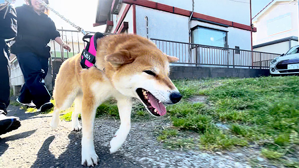 にこ きょうのわんこ 写真5