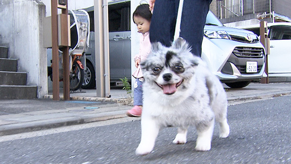ヴェル きょうのわんこ 写真2