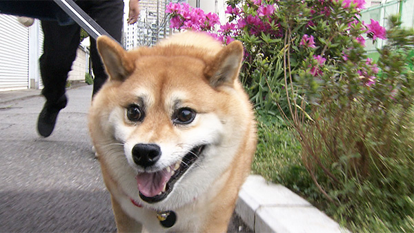 もなか きょうのわんこ 写真1