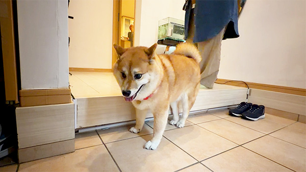 もなか きょうのわんこ 写真2