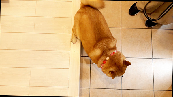もなか きょうのわんこ 写真3