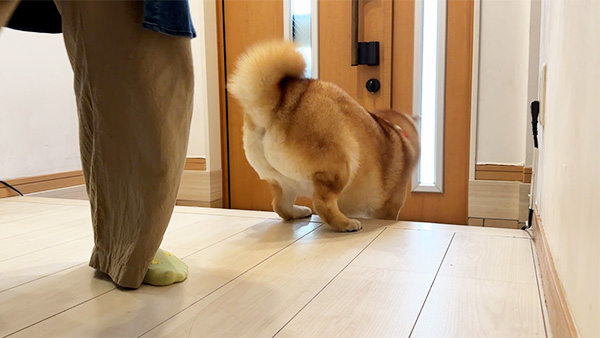 もなか きょうのわんこ 写真4