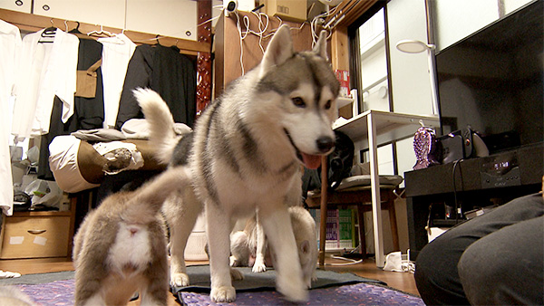 ブラン＆ララ きょうのわんこ 写真4