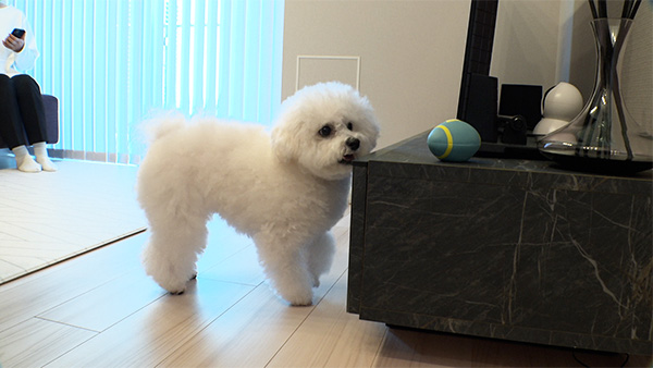 おもち きょうのわんこ 写真2