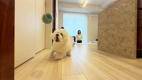 おもち きょうのわんこ 写真3