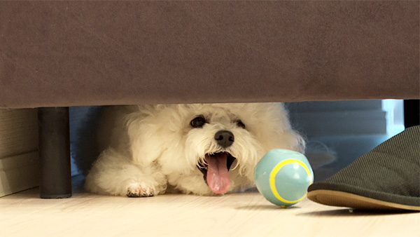 おもち きょうのわんこ 写真5