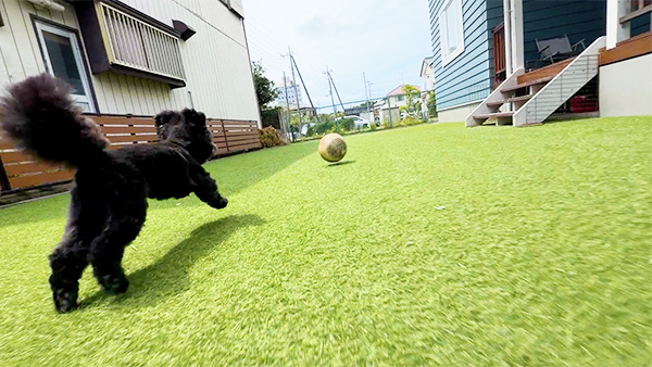 ロク きょうのわんこ 写真4