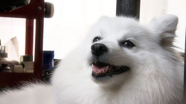ハルカ きょうのわんこ 写真1