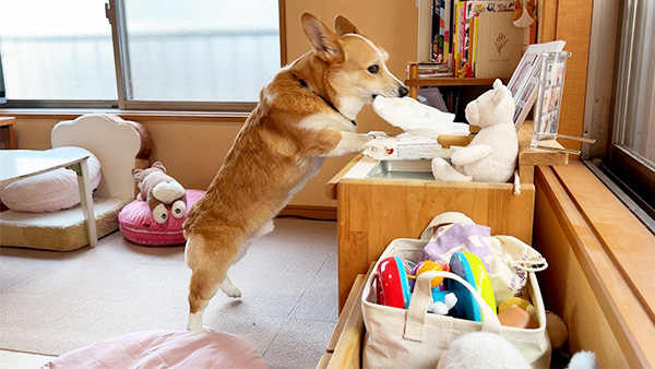 めろ きょうのわんこ 写真4