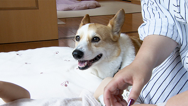 めろ きょうのわんこ 写真5