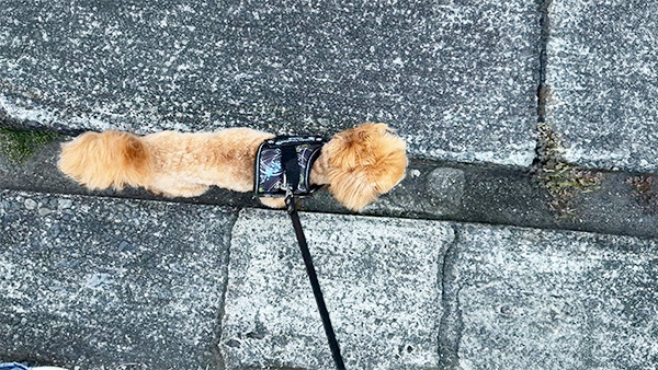 キャプテンシャルル きょうのわんこ 写真4