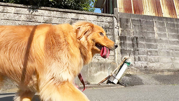らら きょうのわんこ 写真5