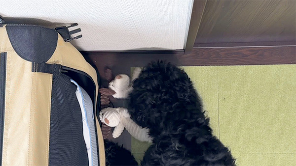 めざましテレビ｜きょうのわんこ - フジテレビ