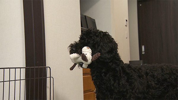 めざましテレビ｜きょうのわんこ - フジテレビ