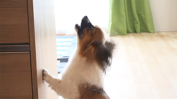 カイ きょうのわんこ 写真5