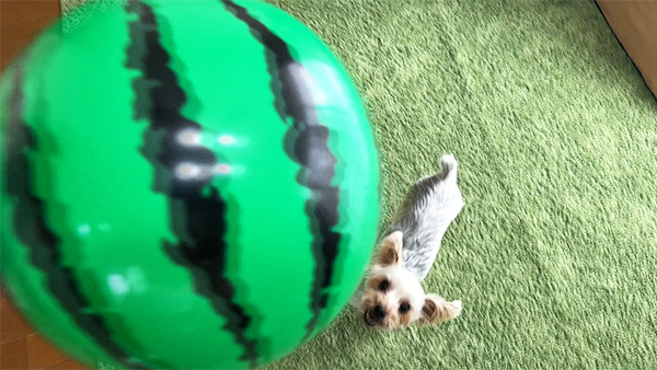 コロン きょうのわんこ 写真4