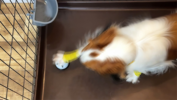 PUMP きょうのわんこ 写真3