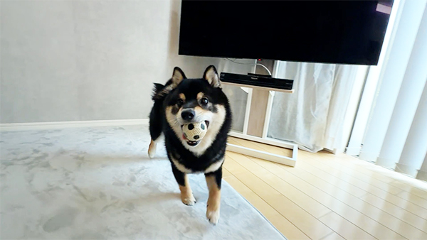 ダン きょうのわんこ 写真4