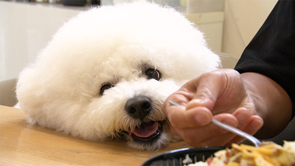びーちゃん きょうのわんこ 写真5