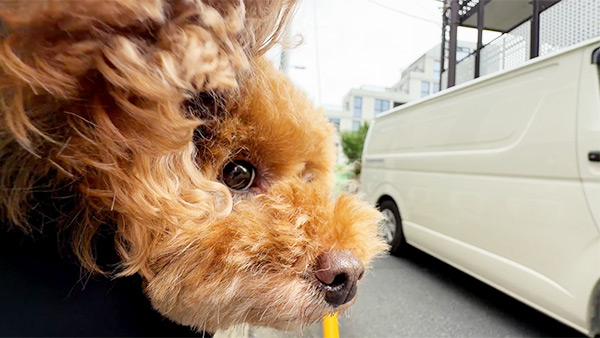 はな きょうのわんこ 写真4