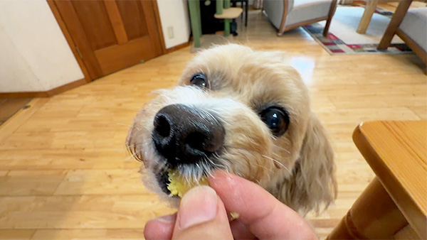 蓮太郎 きょうのわんこ 写真4
