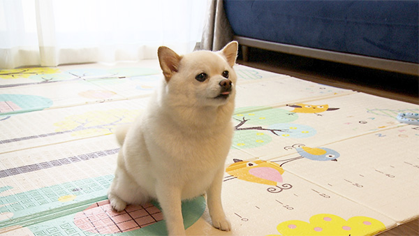 こまち きょうのわんこ 写真3