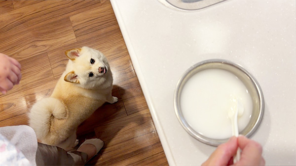 こまち きょうのわんこ 写真4
