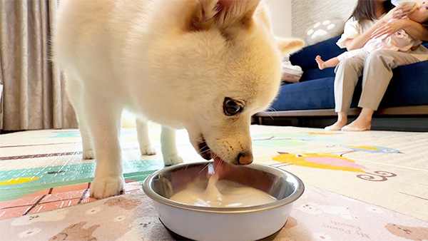 こまち きょうのわんこ 写真5