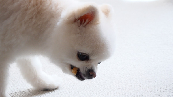 小雪 きょうのわんこ 写真5