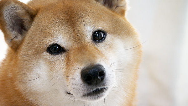 豆助 きょうのわんこ 写真1