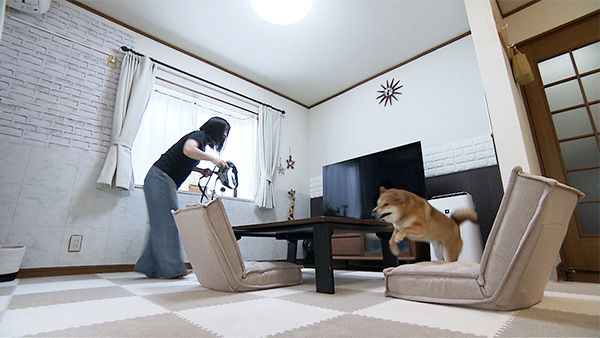 豆助 きょうのわんこ 写真2