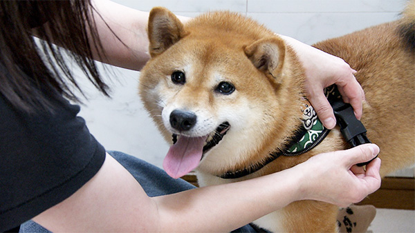 豆助 きょうのわんこ 写真4