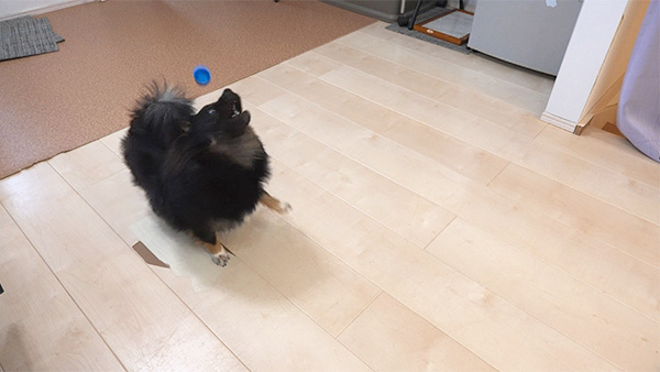 べる きょうのわんこ 写真4