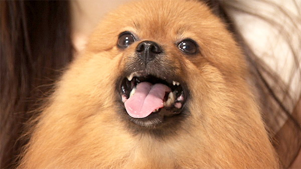 スア きょうのわんこ 写真1