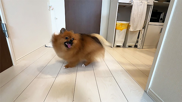 スア きょうのわんこ 写真3