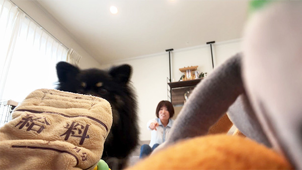 コウ きょうのわんこ 写真2