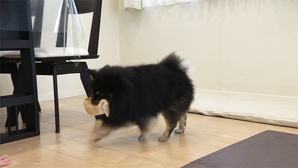 コウ きょうのわんこ 写真3