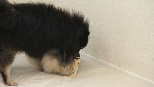 コウ きょうのわんこ 写真5