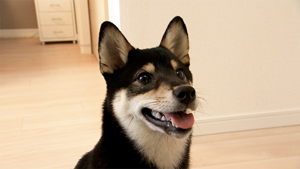 まめ きょうのわんこ 写真5