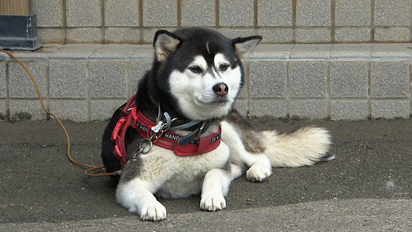 ハル きょうのわんこ 写真1