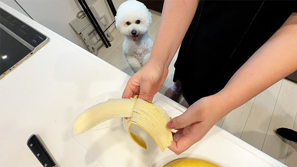 ロイ きょうのわんこ 写真2