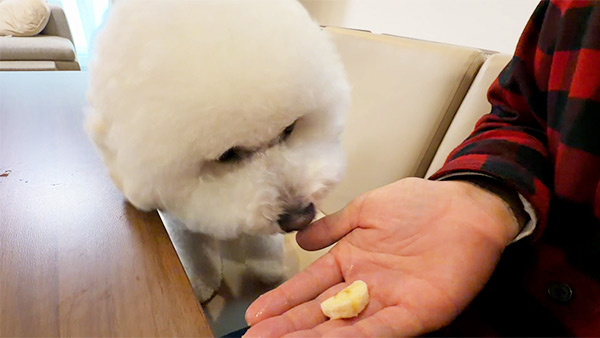 ロイ きょうのわんこ 写真3