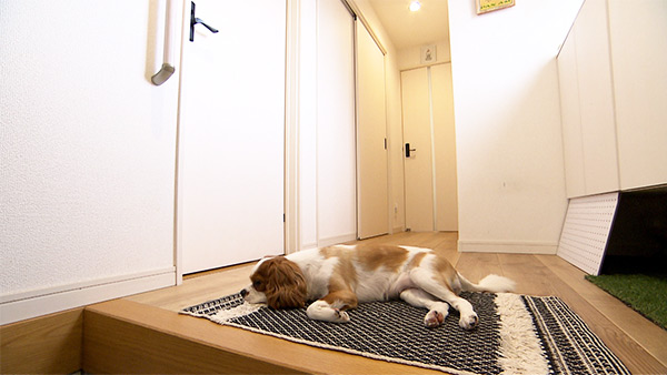 ぴの きょうのわんこ 写真5